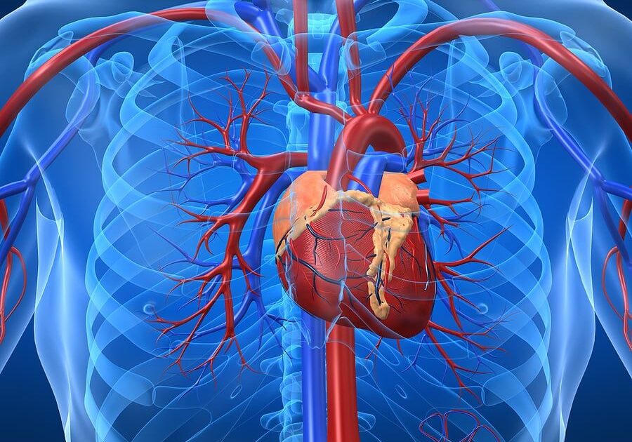 image of cardiovascular system